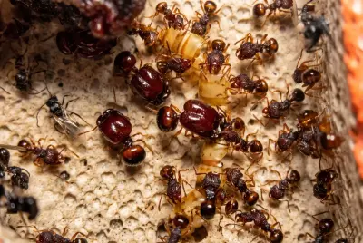 Acanthomyrmex glabfemoralis — колонія мурах-гномів — 2 матки та 15–40 робочих