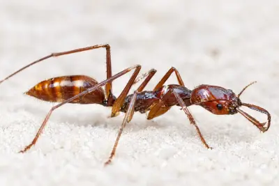 Odontomachus granatus — Гранатовий мураха-капкан — 1 матка та 3–10 робочих