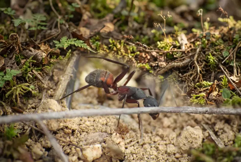 Camponotus cruentatus — кровавый муравей-древоточец — 1 матка с расплодом