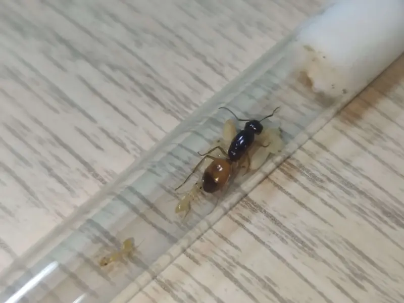 Camponotus fedtschenkoi — золотистый пустынный муравей