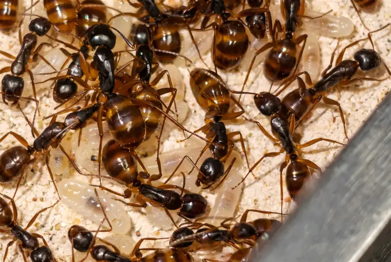 Camponotus helvus — янтарный муравей-древоточец — 1 матка с расплодом