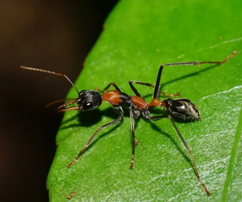 Myrmecia nigrocincta — муравей-прыгун для опытных киперов