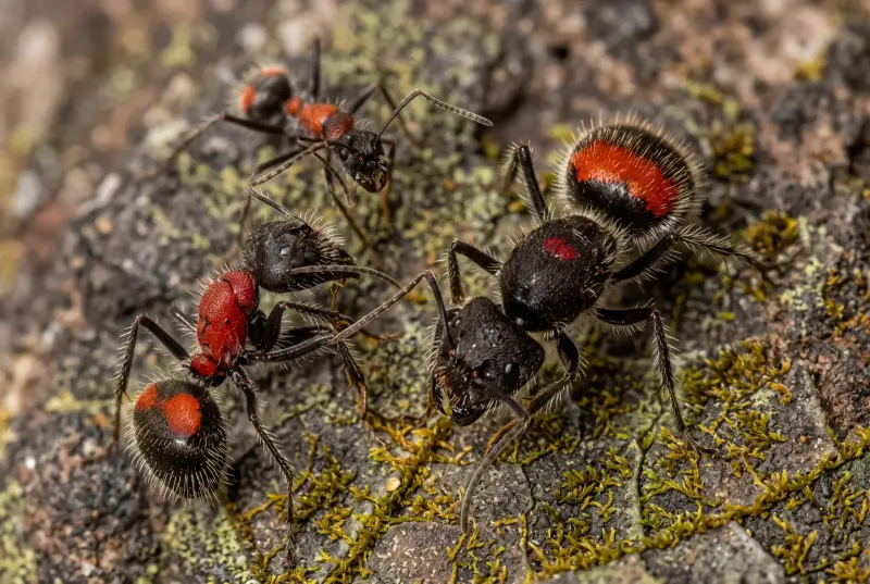 Camponotus mutilarius — краснополосый древоточец — 1 королева и 5–15 рабочих