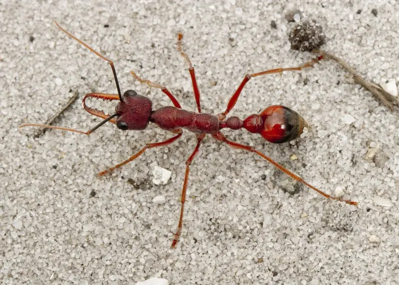 Myrmecia nigriscapa — красный муравей-бульдог