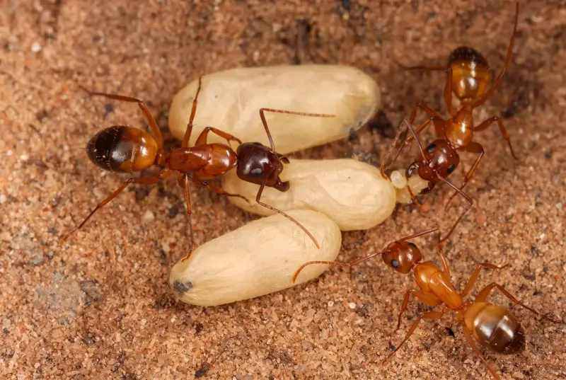 Camponotus vicinus — американский земляной муравей-древоточец — 1 матка с расплодом