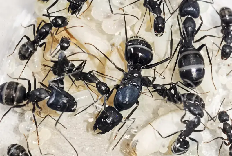 Camponotus guizhouensis — китайский горный муравей-древоточец — 1 матка и 3–10 рабочих