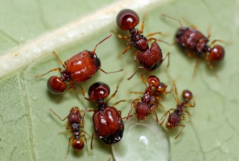 Acanthomyrmex glabfemoralis — колония муравьёв-гномов — 2 матки и 15–40 рабочих