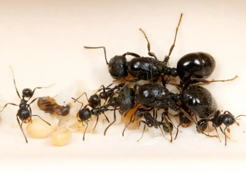 Муравьи Messor aciculatus — 2 королевы
