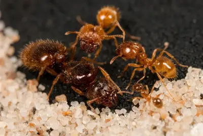 Pheidole pallidula — європейська великоголова мураха — 1 матка та 20–50 робочих