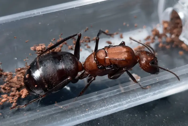 Муравьи Camponotus angusticollis — 1 королева и 11–20 рабочих