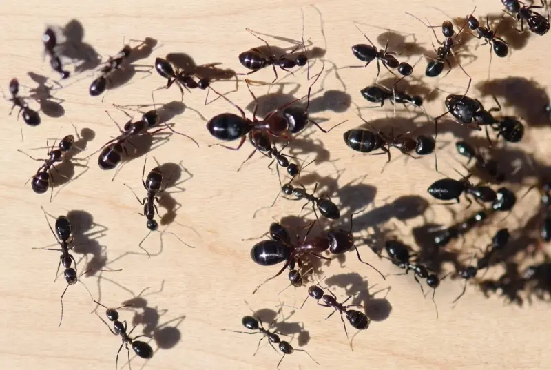 Camponotus sylvaticus — испанский лесной муравей-древоточец — 1 матка с расплодом