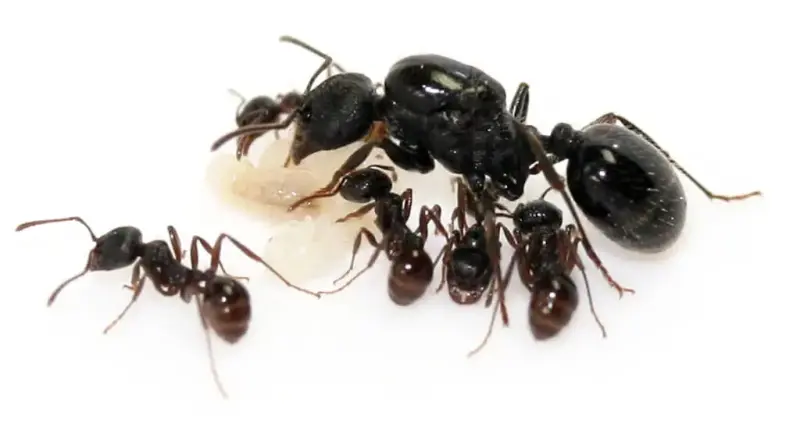 Муравьи Messor aciculatus — 2 королевы