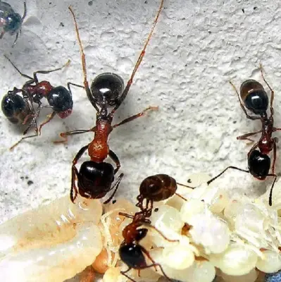 Messor laboriosus — червоногрудий мураха-жнець — 1 матка та 11–30 робочих, яскрава морфа