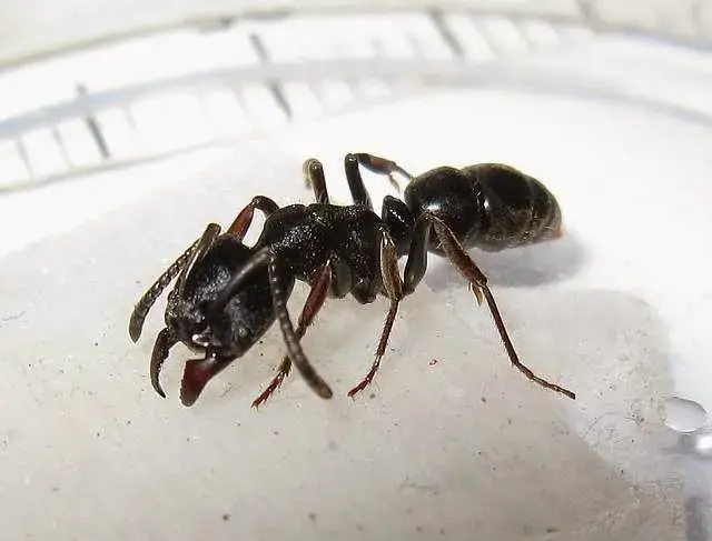 Муравьи Ectomomyrmex astutus — 1 королева
