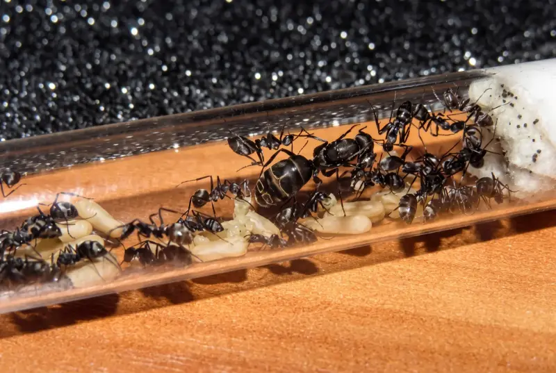 Camponotus dolendus — колония муравьёв-древоточцев — 1 матка с расплодом