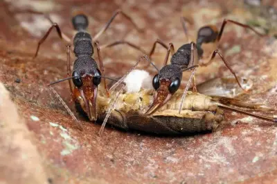 Мурахи Harpegnathos venator — колонія з маткою — 1 матка та 14–30 робочих