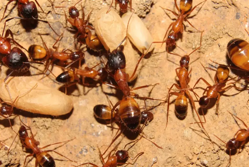 Camponotus baldaccii — турецкий муравей-древоточец — 1 королева с расплодом