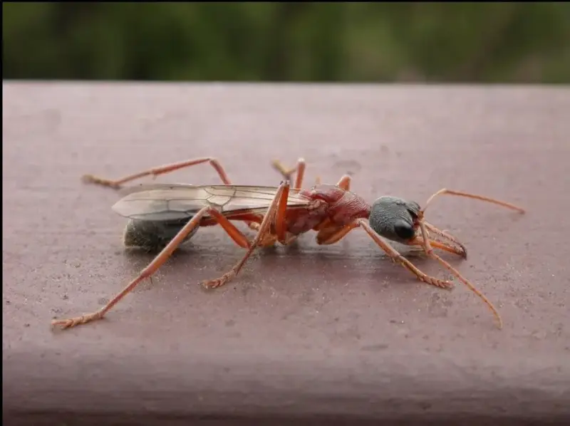 Myrmecia nigriceps — черноголовый муравей-бульдог