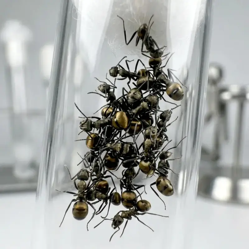 Polyrhachis dives — азиатский муравей-ткач — 4 королевы и 20–100 рабочих
