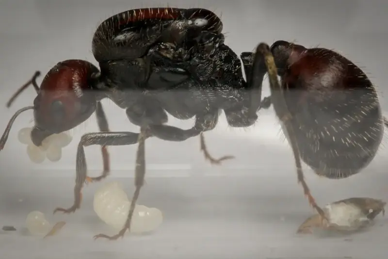 Африканские муравьи-жнецы Messor cephalotes — 1 матка