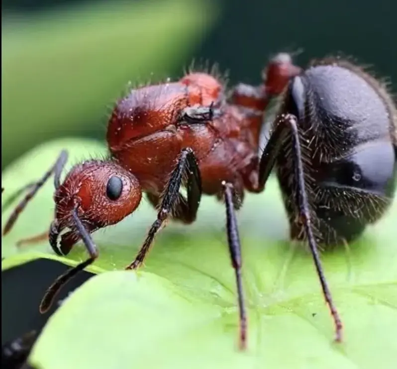 Myrmicaria brunnea — тропические муравьи-строители