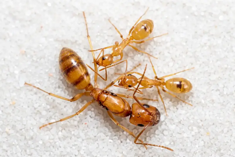 Camponotus politae — ярко-жёлтый древесный кампонотус — 1 Королева и 3-10 рабочих
