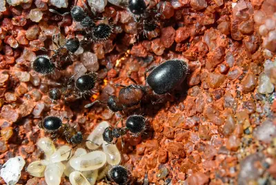 Meranoplus bicolor — пухнаста мураха — 1 королева та 35–50 робочих