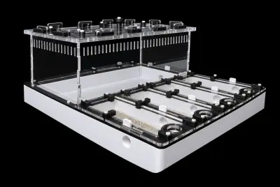 Професійна мурашина ферма Core Black 30×30 см, гіпс 10 мм, висота над гіпсом 20 мм