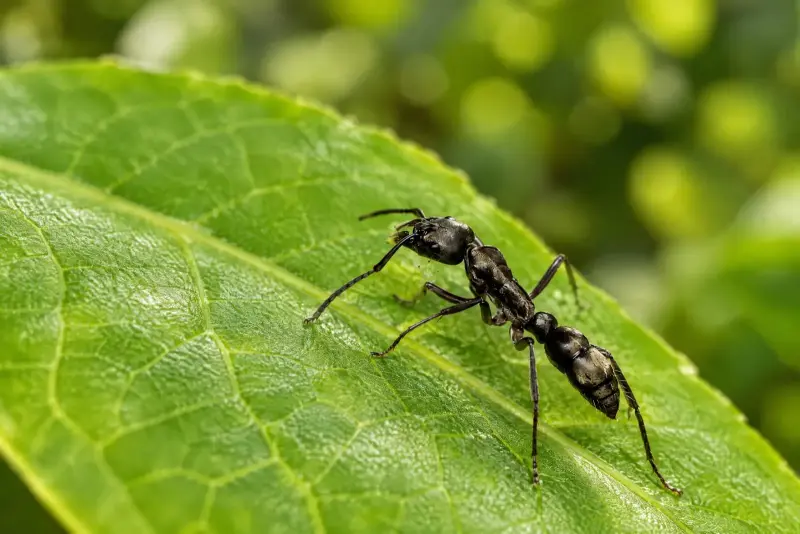 Neoponera villosa — Мохнатая понера — 1 матка