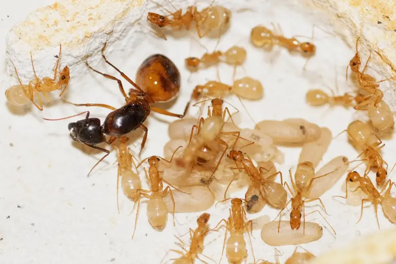 Camponotus sanctus — священный муравей-древоточец — 1 матка с расплодом
