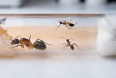 Camponotus pudorosus — червона пустельна мураха-тесляр — 1 матка з розплодом