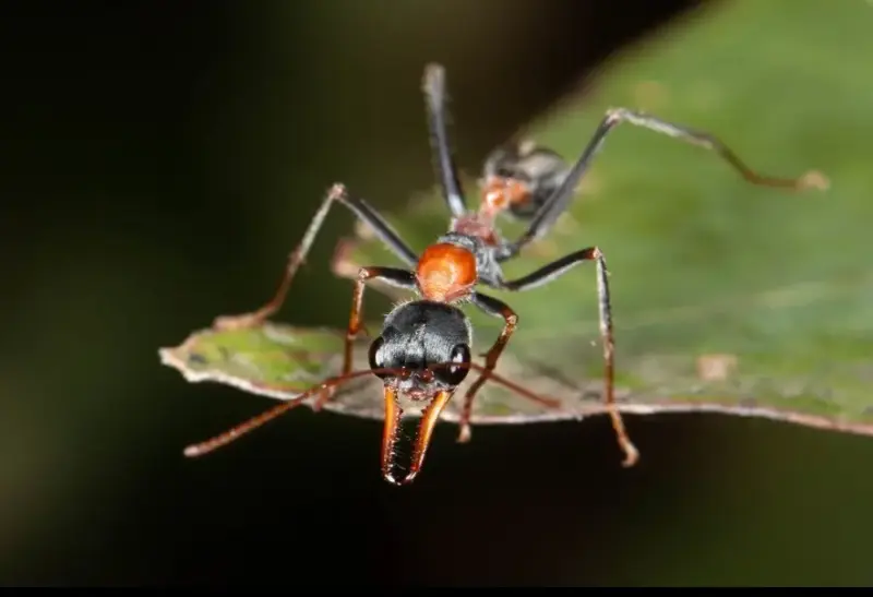 Myrmecia nigrocincta — муравей-прыгун для опытных киперов