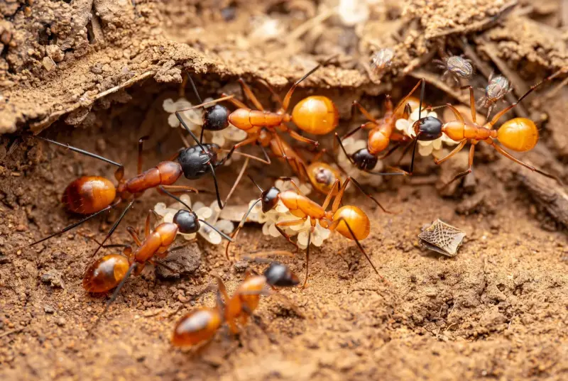 Camponotus ocreatus — оранжевый пустынный муравей-древоточец — 1 матка и 3–10 рабочих