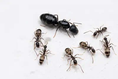 Camponotus quadrinotatus — чотириплямистий мураха-деревоточець — 1 матка та 3–10 робочих