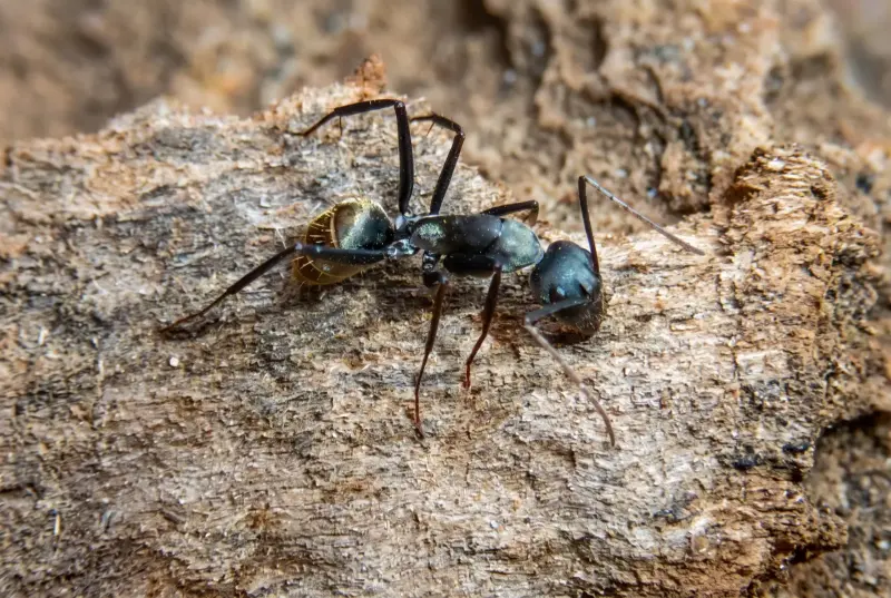 Camponotus cinctellus — африканский золотистый муравей — 1 матка и 3–10 рабочих