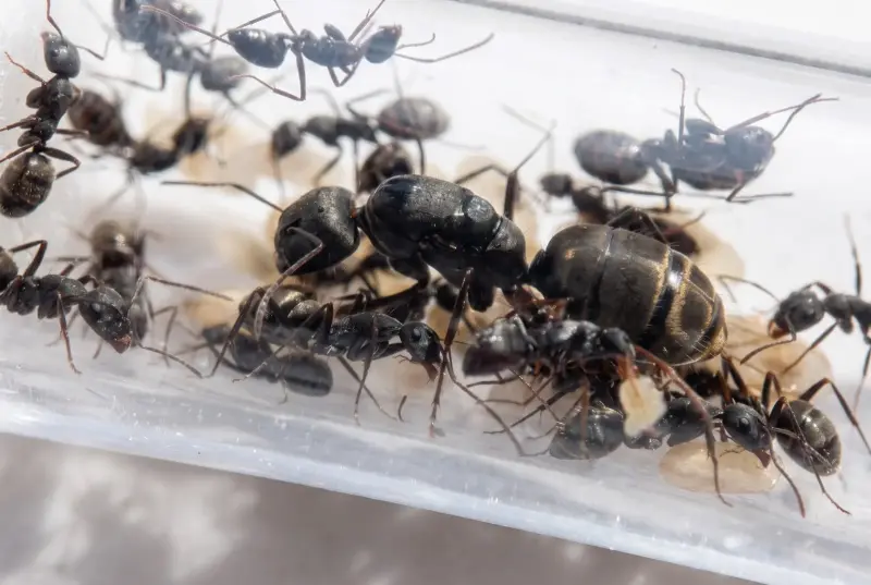 Camponotus tonkinus — Тонкинский древоточец — 1 королева