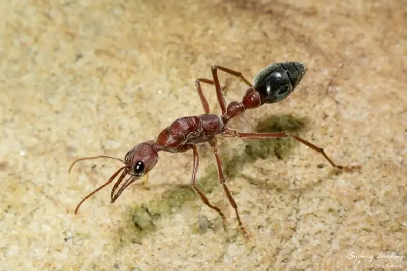 Myrmecia brevinoda — гигантский австралийский муравей-бульдог
