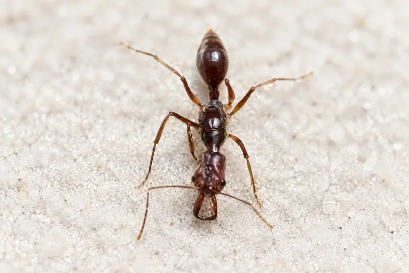 Odontomachus granatus — Гранатовый муравей-капкан — 1 матка и 3–10 рабочих