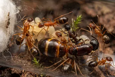 Camponotus pilicornis — золотистий волохатий мурах-тесляр — 1 матка та 3–10 робочих