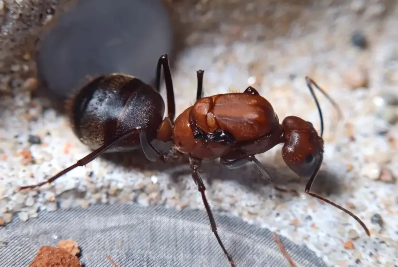 Муравьи Camponotus angusticollis — 1 королева и 11–20 рабочих