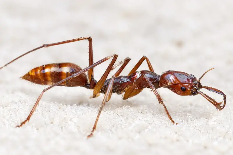 Odontomachus granatus — Гранатовый муравей-капкан — 1 матка и 3–10 рабочих