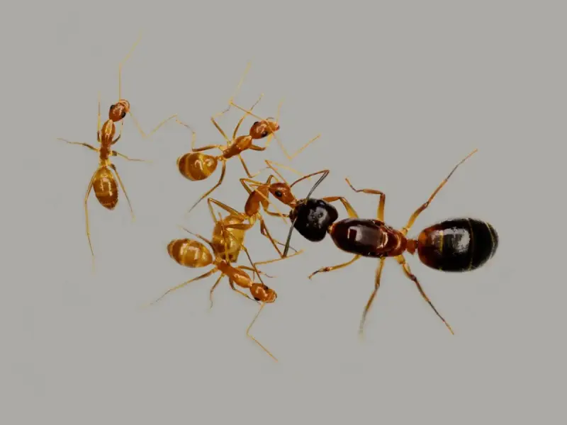 Camponotus pseudoirritans — азиатский муравей-кампонотус