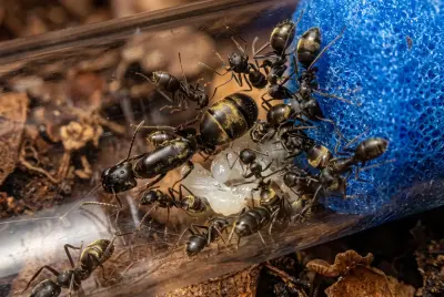 Colobopsis leonardi — коркоголова мураха — 1 матка та 3–10 робочих
