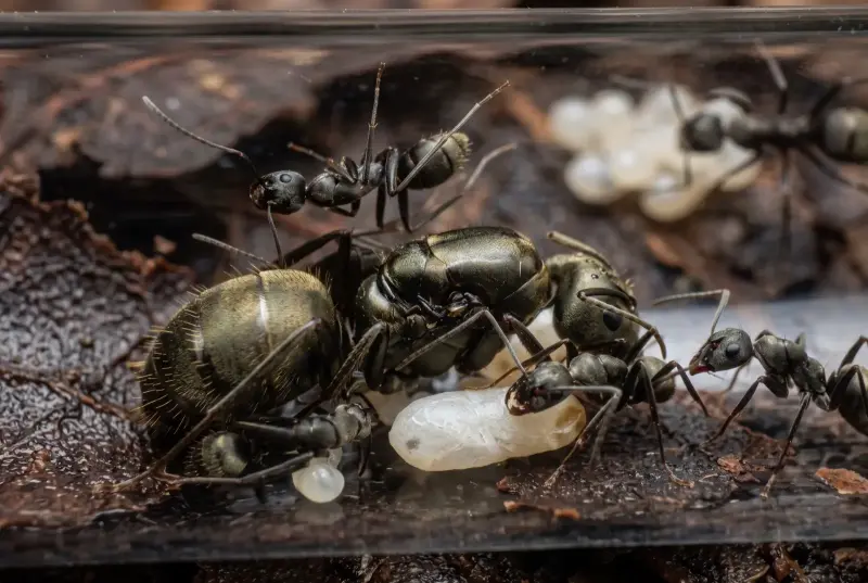 Camponotus pseudolendus — ложный бархатный муравей — 1 матка и 3–10 рабочих