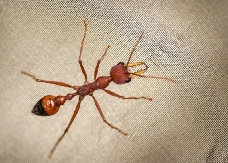 Myrmecia gulosa — красный муравей-бульдог