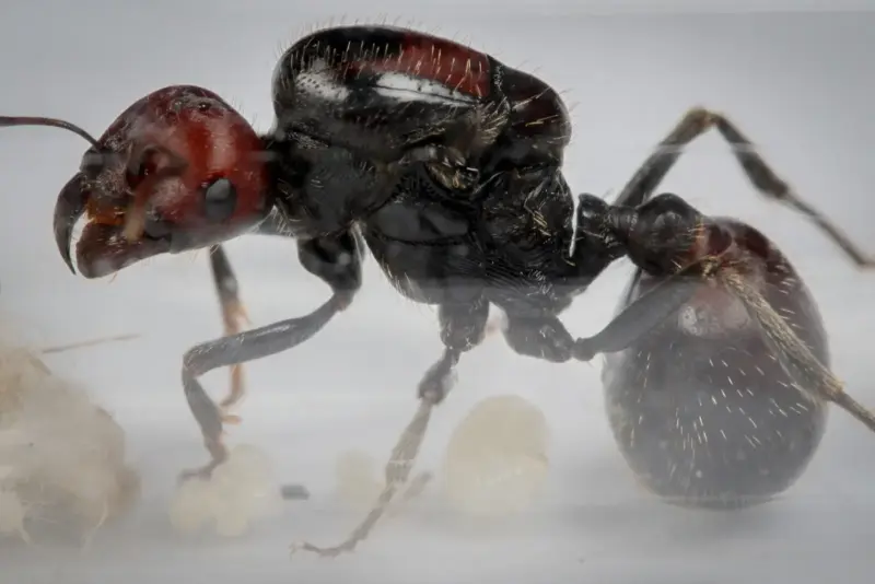 Африканские муравьи-жнецы Messor cephalotes — 1 матка