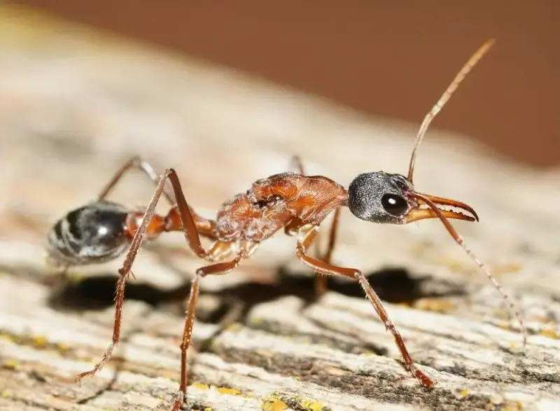 Myrmecia nigriceps — черноголовый муравей-бульдог