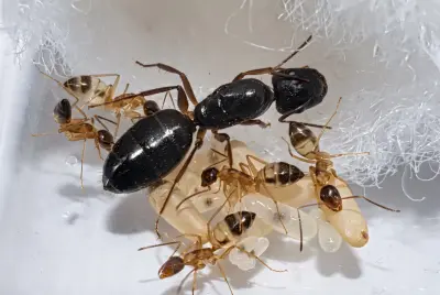 Camponotus albosparsus — білоплямистий мураха-деревоточець — 1 матка та 3–10 робочих