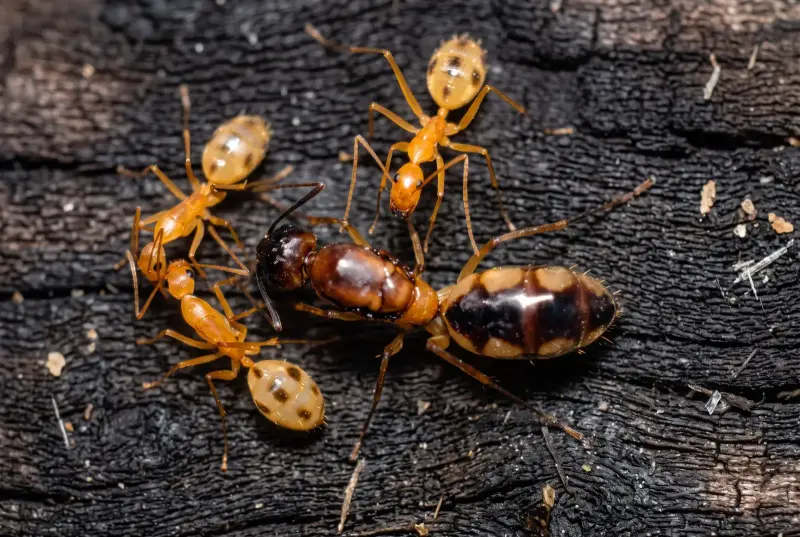 Camponotus maculatus — шеститочечный муравей из Кении — 1 королева с расплодом