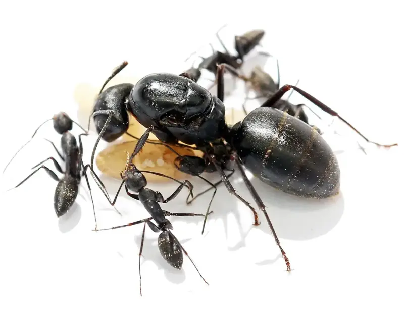 Camponotus japonicus — японский муравей-древоточец